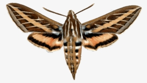 Png Free Stock Moth Transparent Sphinx - Tomato Hornworm Turns Into
