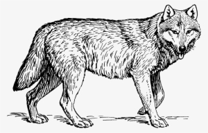 The Story Of Bisclavret - Wolf Animal Coloring Pages