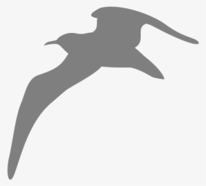 Seagull - White Seagull Png Icon
