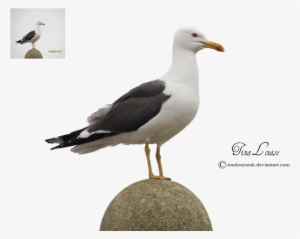 Seagull Png By Tinalouiseuk - Western Gull