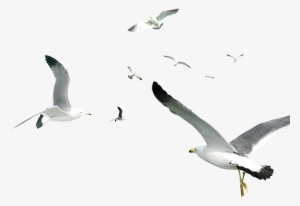 Seagull Flock Flying Transparent