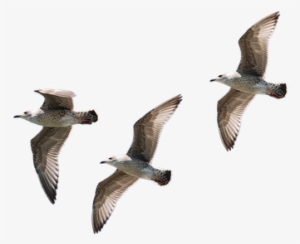 Gulls, Flying, Isolated, Seagull, Bird - Pajaros Reales Volando Png