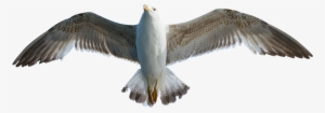 Seagull, Bird, Animal, Water Bird - Sirály Png