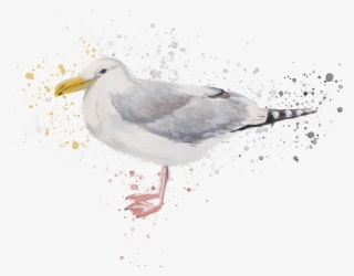 Southport Travel Zine - European Herring Gull