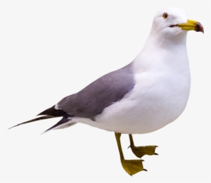 Gull Png - Portable Network Graphics