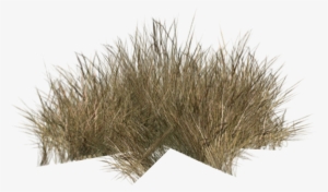 Grass1 - Desert