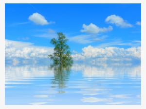Tree, Lake, Mirroring, Isolated, Lone Tree, Atmosphere - Lake Png