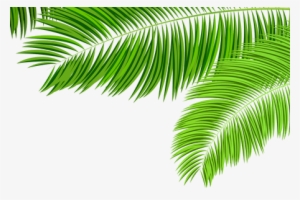 Green Tropical Leaf Png K Pictures Full - Clip Art Palm Tree Leaves