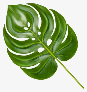 Monstera Leaf Transparent PNG - 362x409 - Free Download on NicePNG