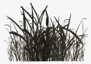 Swamp Grass 01 By Wolverine041269 Pluspng - Plantas De Pantanos Png