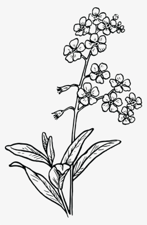 , , - Forget Me Not Flower Drawing