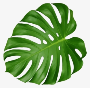 Monstera Leaf - Cheese Plant Leaf Transparent PNG - 500x483 - Free ...