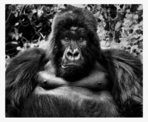 King Kong - David Yarrow Primates