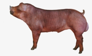 D 39-3 2015 Final - Duroc Transparent