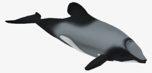 Graphic Black And White S Zeta Designs Zt Download - Maui Dolphin Transparent