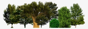 Save A Tree - Tree Psd