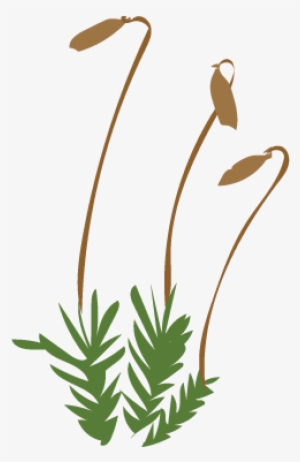 Go Back In Time To The Days When Plants Began To Invade - Bryophytes Clipart