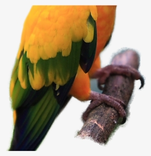 Parrot Clipart Sun Conure - Exotic Birds And Pets Png