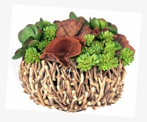 Efl4092 Mixed Succulents, Calice And Moss In Natural - Vegetable