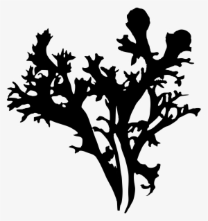 This Free Icons Png Design Of Iceland Moss