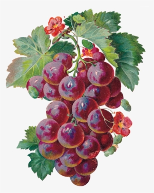 Laminas Para Decoupage - Grapes Gif