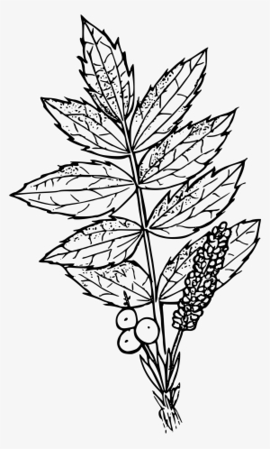 This Free Icons Png Design Of Cascades Oregon Grape