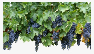 Duration - - Small Wine Grapes
