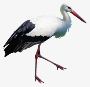 Stork Standing Png Image - Stork Png