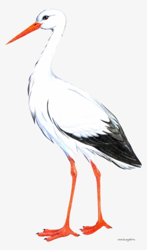 Stork Png - Аист Рисунок