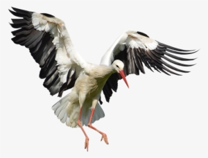Stork Png Image With Transparent Background - Stork Png