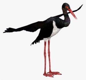 Black Stork - Zt2 Stork