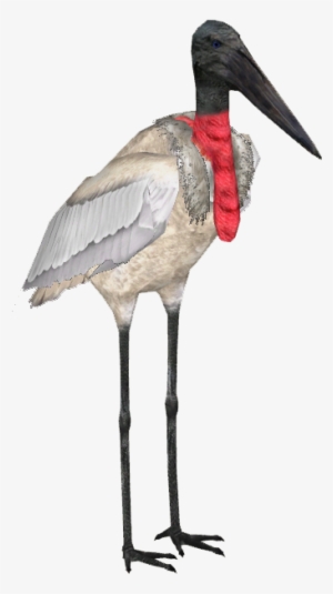 Jabiru Stork - Stork Zt2