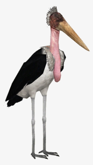 Javan Giant Stork Adult - Zt2 Wood Stork