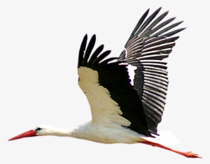 Stork Transparent Png Sticker - Stork Png