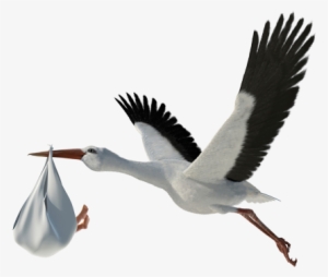 Transparent Image Png - Baby Storch Png