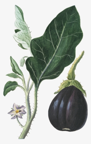 Eggplant Vegetable Botanical Illustration Botany - Botanical Illustration Vegetables