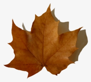 Oak Leaf With Shadow, Fall Leaf With Shadow - Brown Leaf Transparent Background