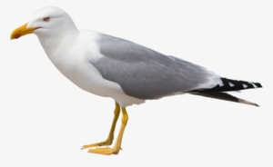 Gull Png