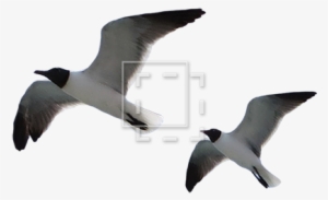 Parent Category - Laughing Gull