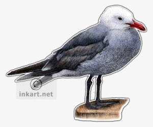 Heermann's Gull Art Decal - Drawing