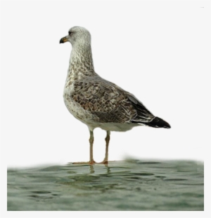 Seagulls - European Herring Gull