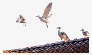 21 Dec Jl Pest Control Brighton Seagulls - Bird Control Full Banner