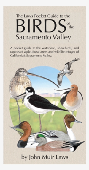 The Laws Pocket Guide To The Birds Of The Sacramento - John Muir Laws