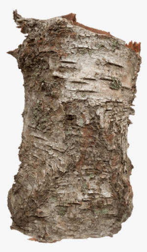 Birch Bark Extract - Bark Transparent Png