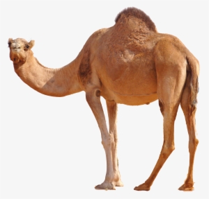 desert camel standing png image - camel png