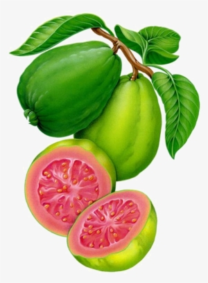 Vector Transparent Download Guayaba Dcbd C Png Botanicos - Guava Fruit Clipart