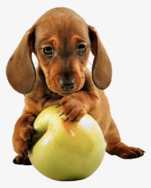 Dulces Imagenes De Perritos, Mascotas En Png Con Fondo - Apple Puppy