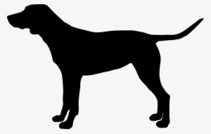 Silhouette Of Greyhound Dog