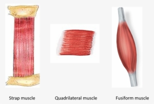 muscles with parallel muscular fasciculi - muscle