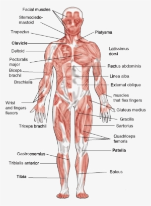 The Muscular System Is The A System For Humans And - Muscular System Diagram